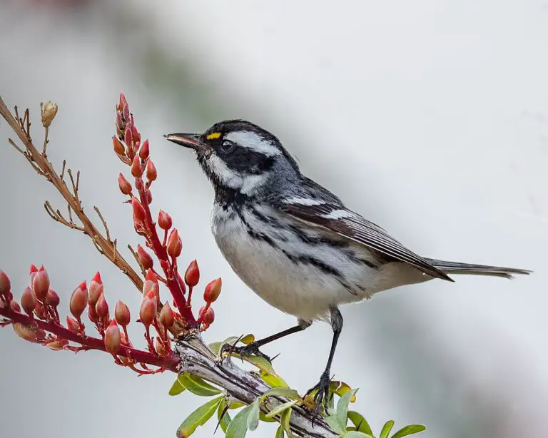 Black-throated gray warbler