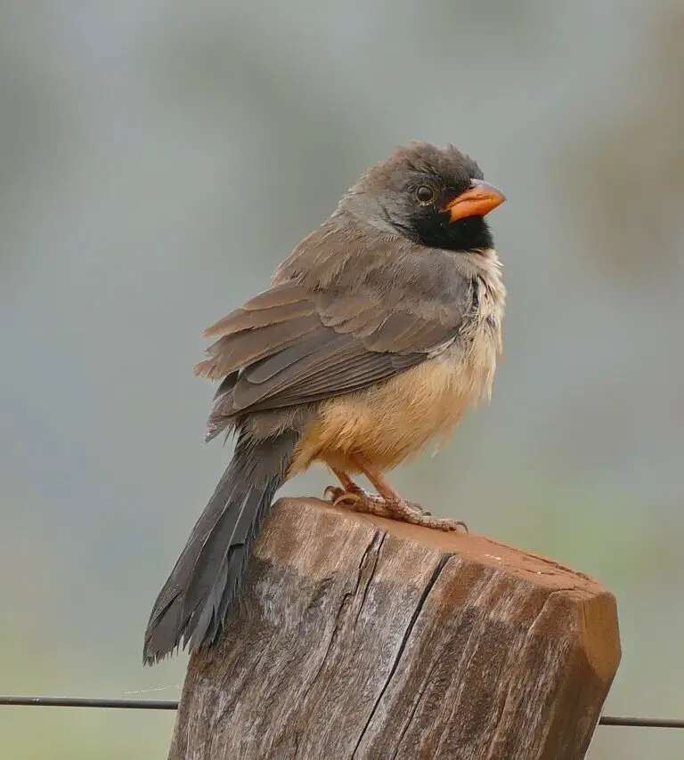 Black-throated saltator