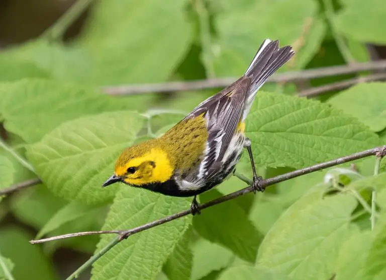 Black-throated green warbler