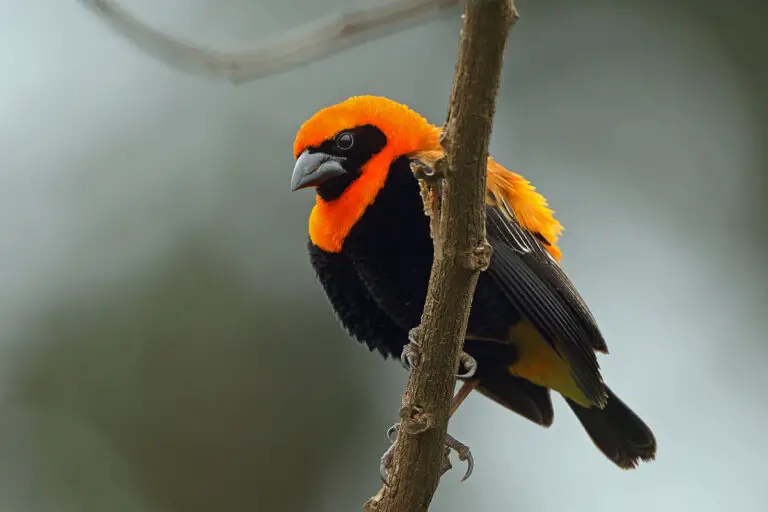 Black-winged red bishop