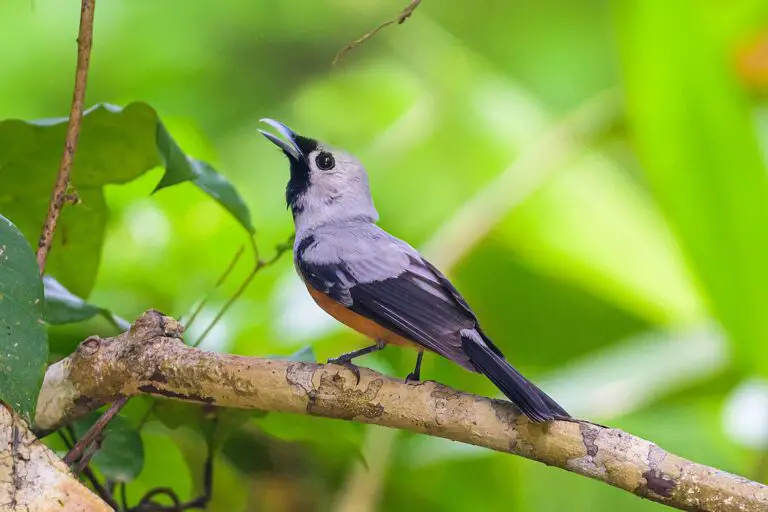 Black-winged monarch