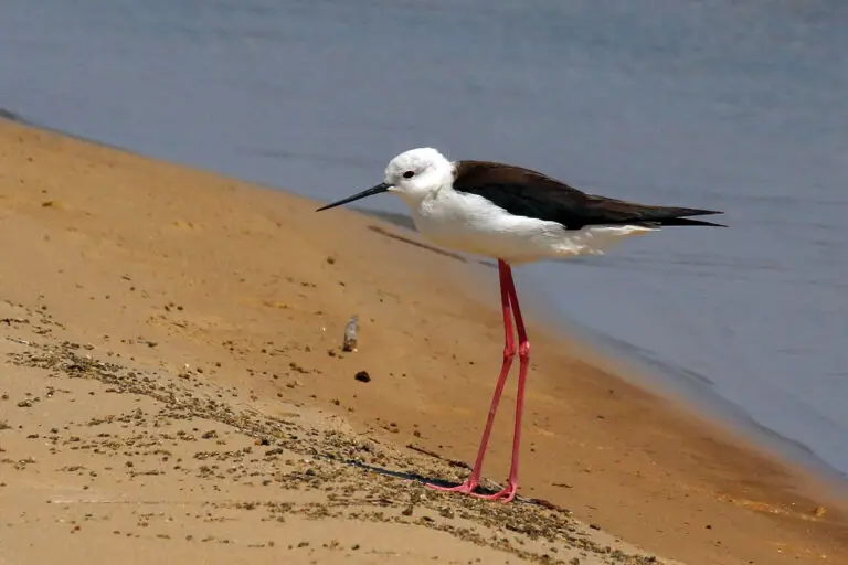 Black-winged stilt