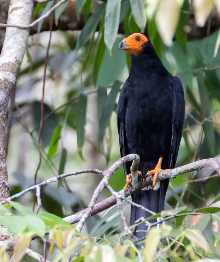 Black caracara