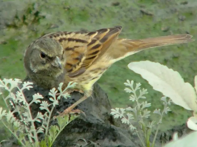 Black-faced bunting