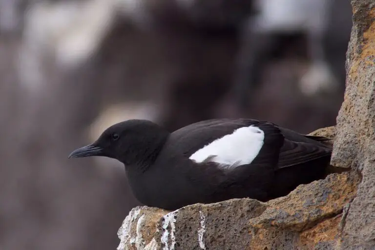 Black guillemot