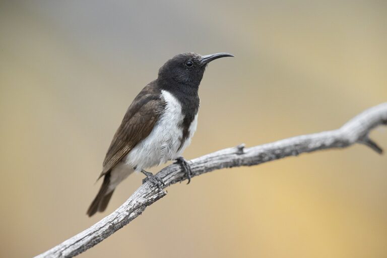 Black honeyeater