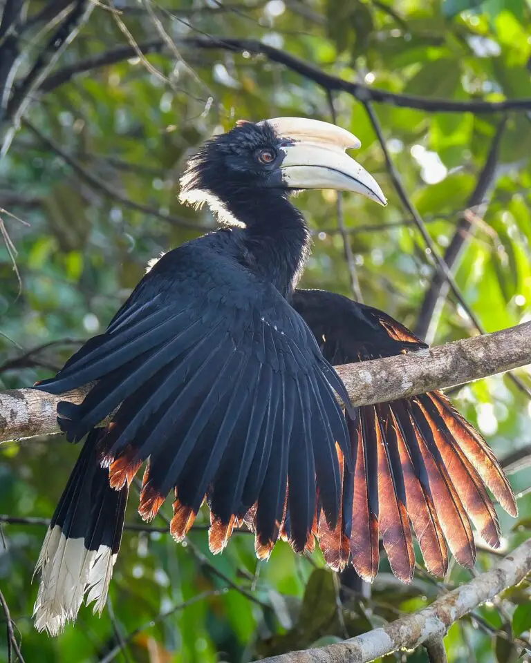 Black hornbill