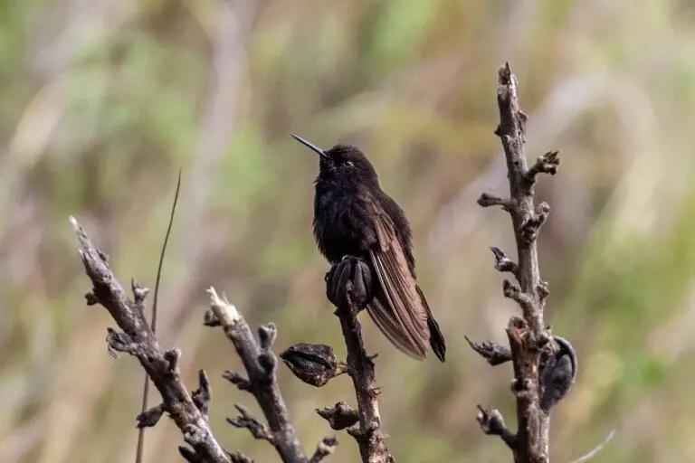 Black metaltail