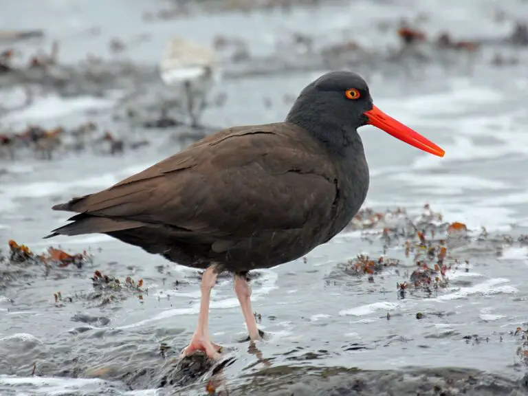 Black oystercatcher