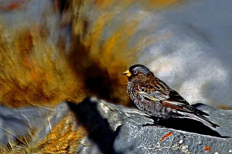 Black rosy finch