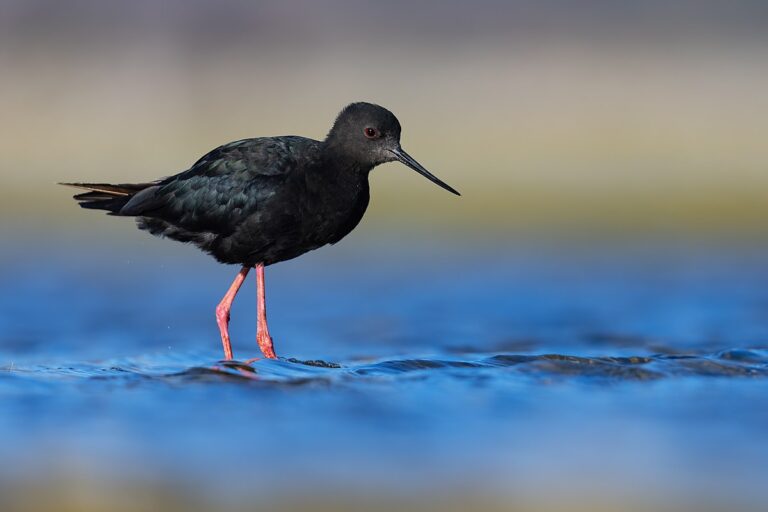 Black stilt