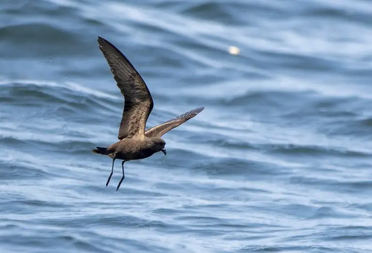 Black storm petrel