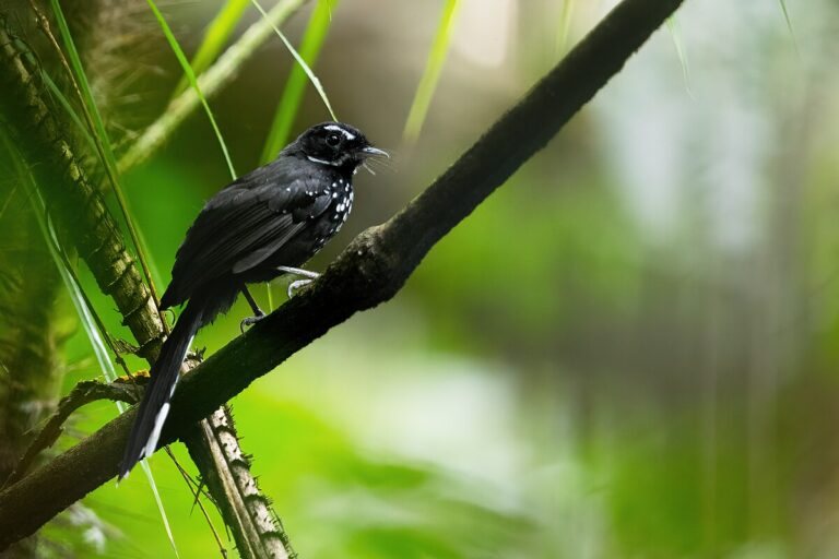 Black thicket fantail