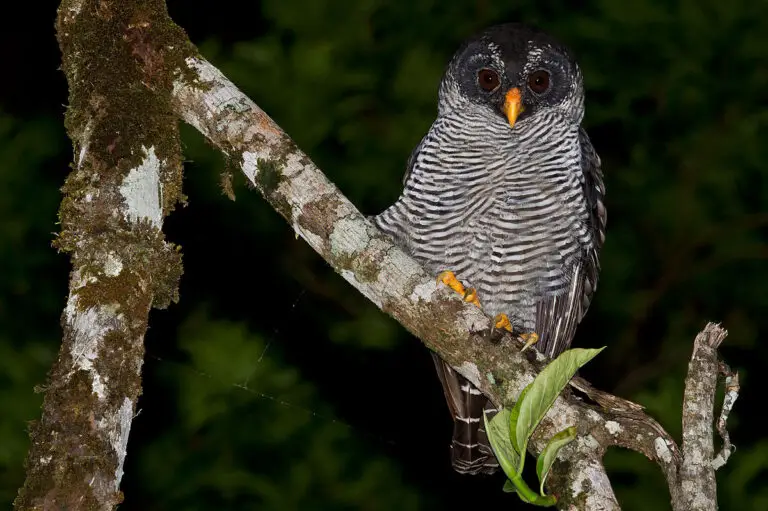 Black-and-white owl