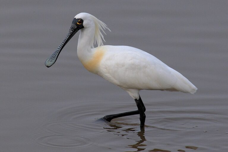 Black-faced spoonbill