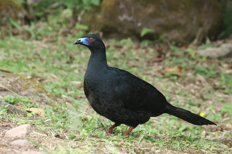 Black guan