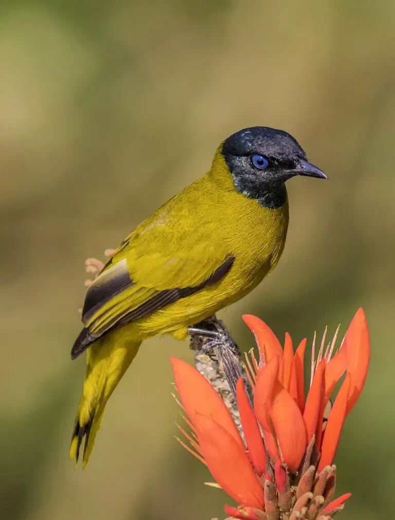 Black-headed bulbul