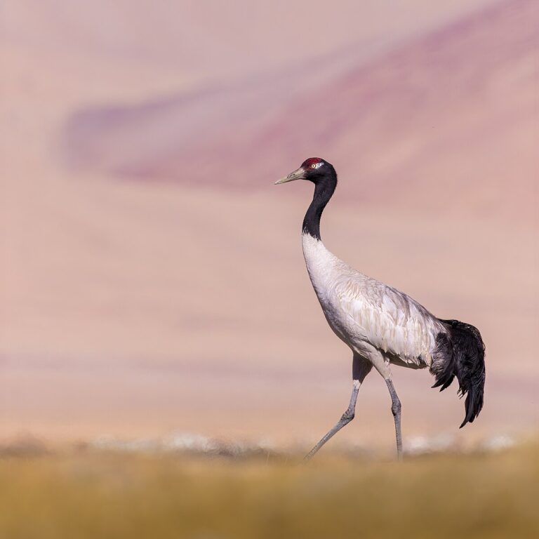 Black-necked crane