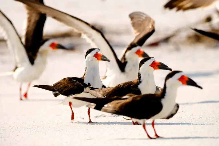 Black skimmer