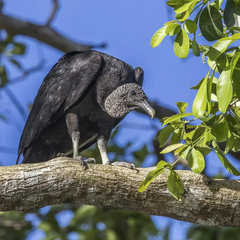 Black vulture