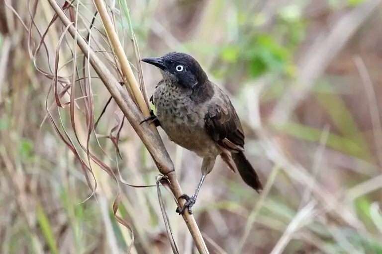 Blackcap babbler