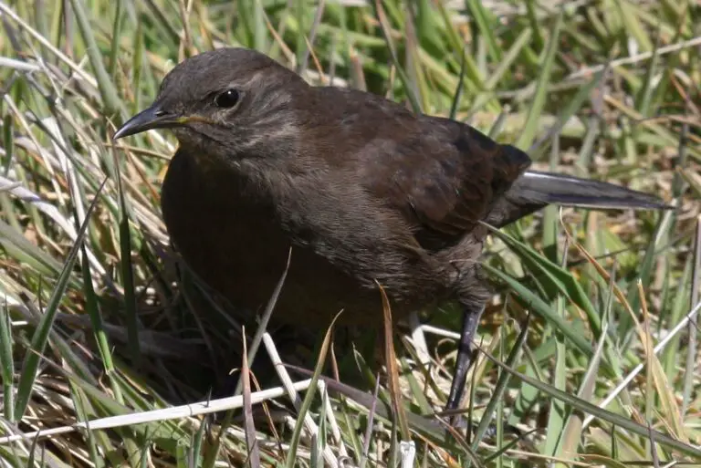 Blackish cinclodes