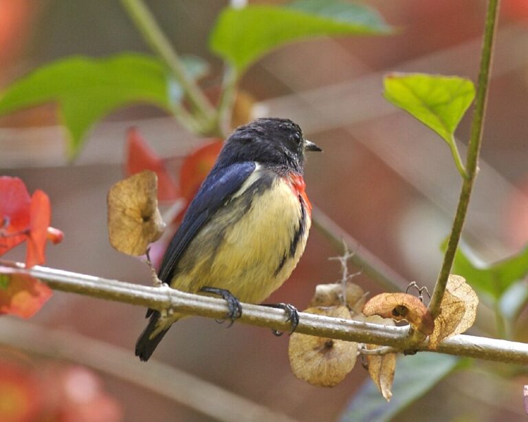 Blood-breasted flowerpecker