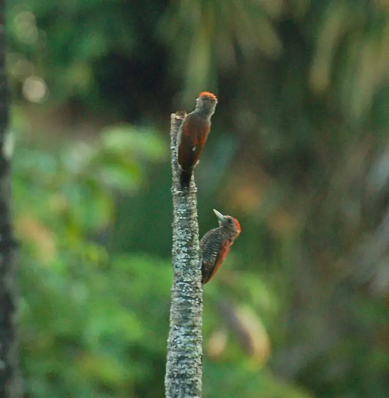 Blood-colored woodpecker