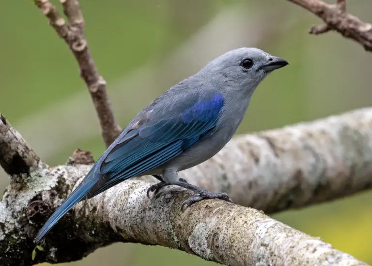 Blue-gray tanager