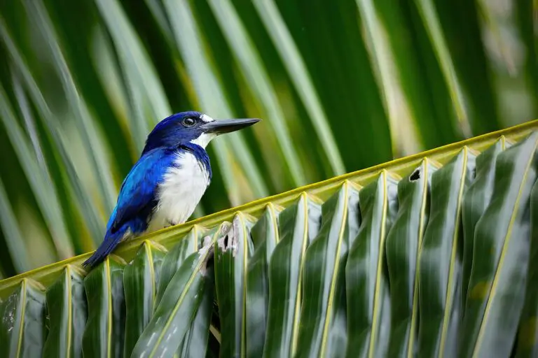 Blue-and-white kingfisher