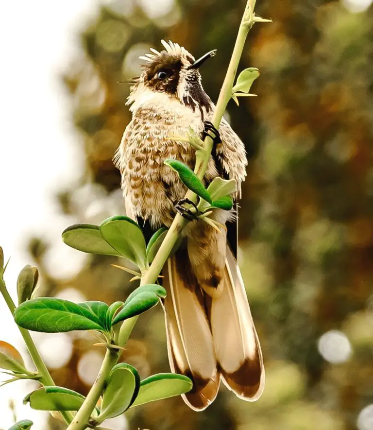 Blue-bearded helmetcrest