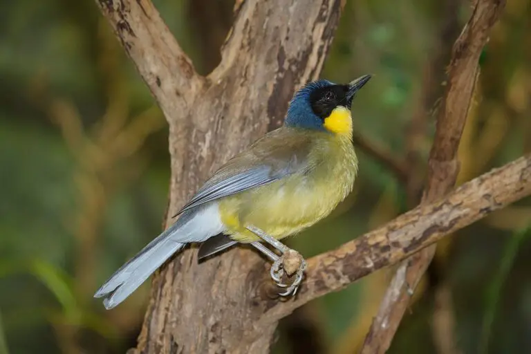 Blue-crowned laughingthrush