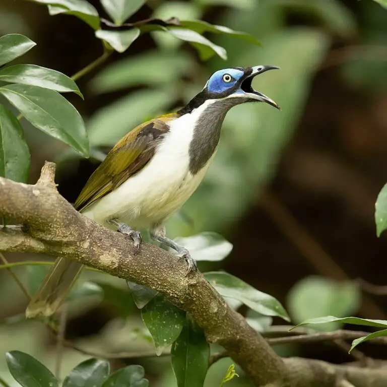 Blue-faced honeyeater