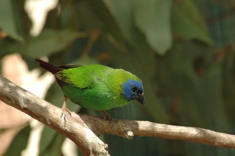 Blue-faced parrotfinch