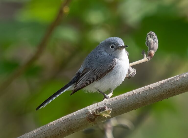 Blue-gray gnatcatcher