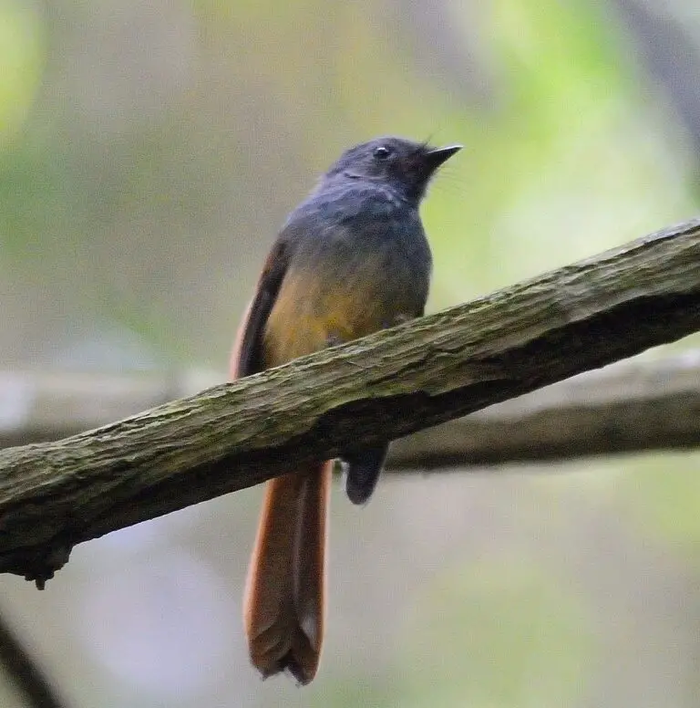 Blue-headed fantail