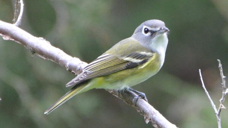 Blue-headed vireo