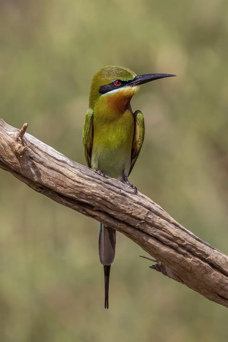 Blue-tailed bee-eater