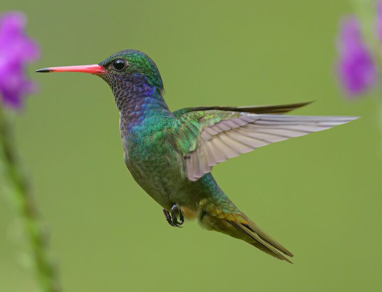 Blue-throated sapphire