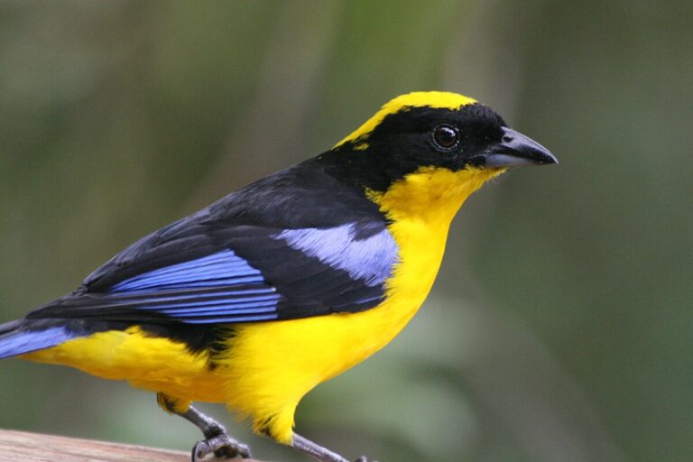 Blue-winged mountain tanager