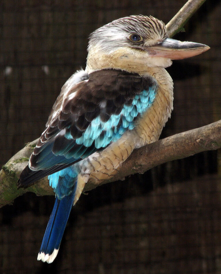 Blue-winged kookaburra