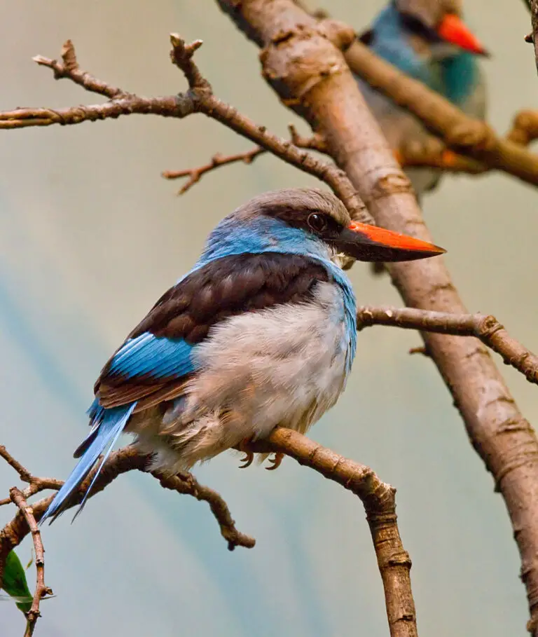 Blue-breasted kingfisher