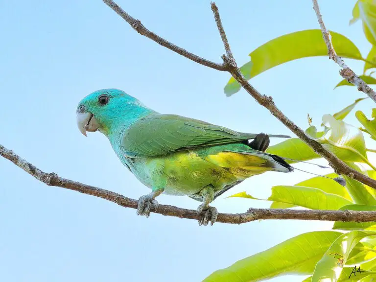 Blue-headed racket-tail