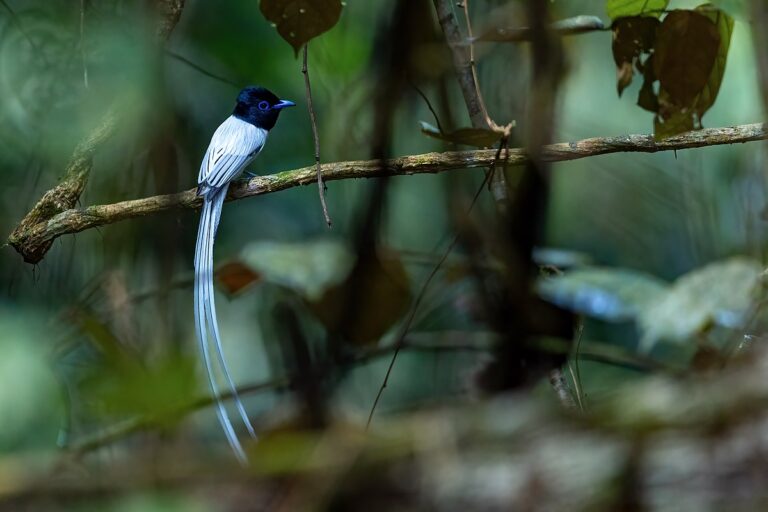 Blyth's paradise flycatcher