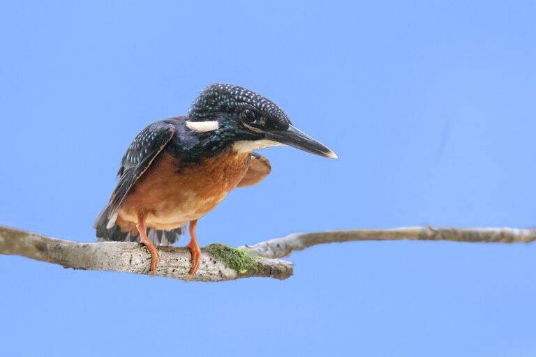 Blyth's kingfisher