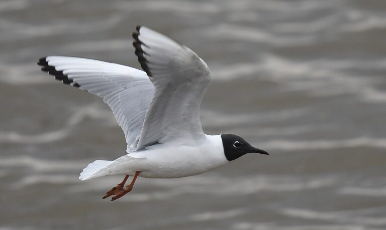 Bonaparte's gull