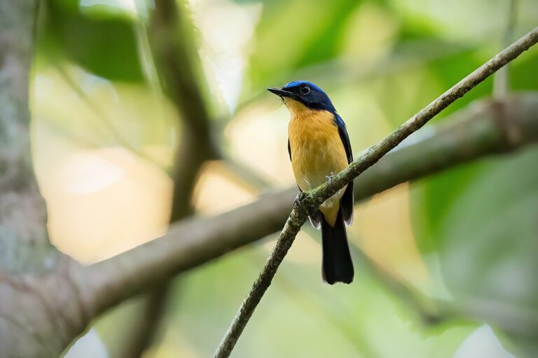 Bornean blue flycatcher