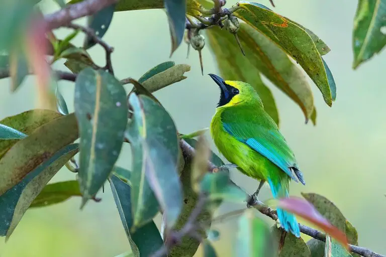 Bornean leafbird