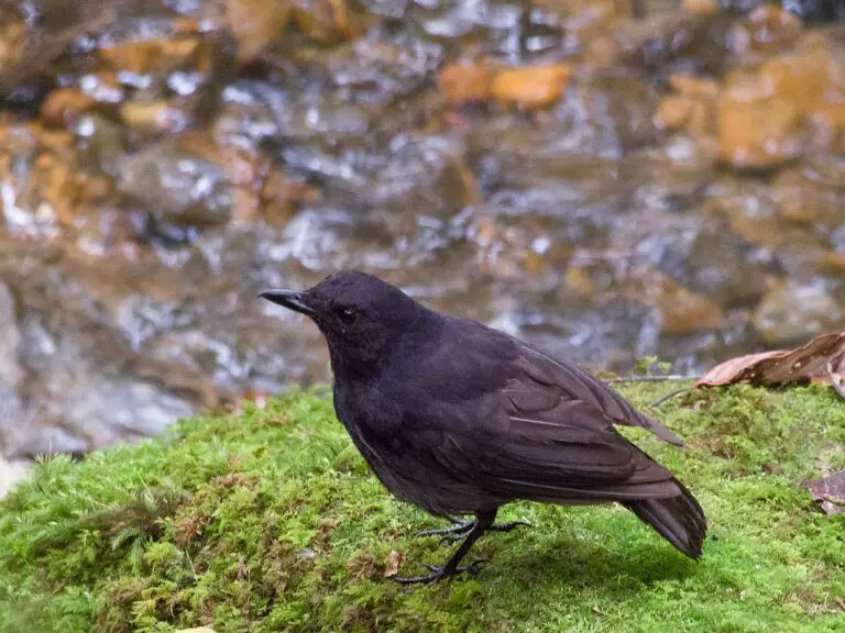 Bornean whistling thrush