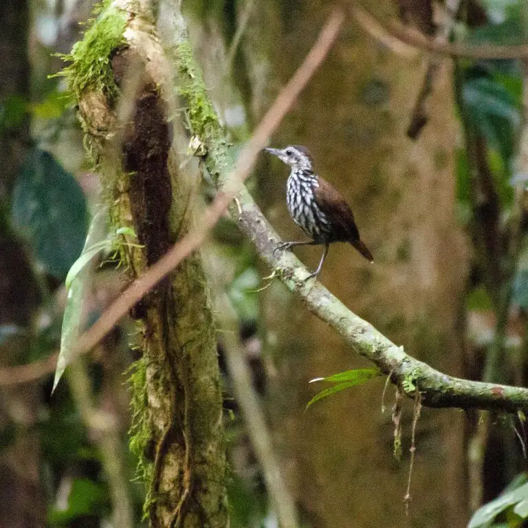 Bornean wren-babbler